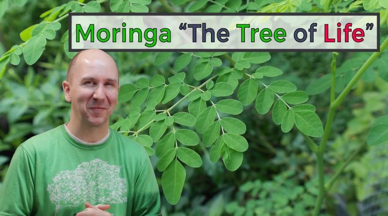 Moringa, The tree of Life